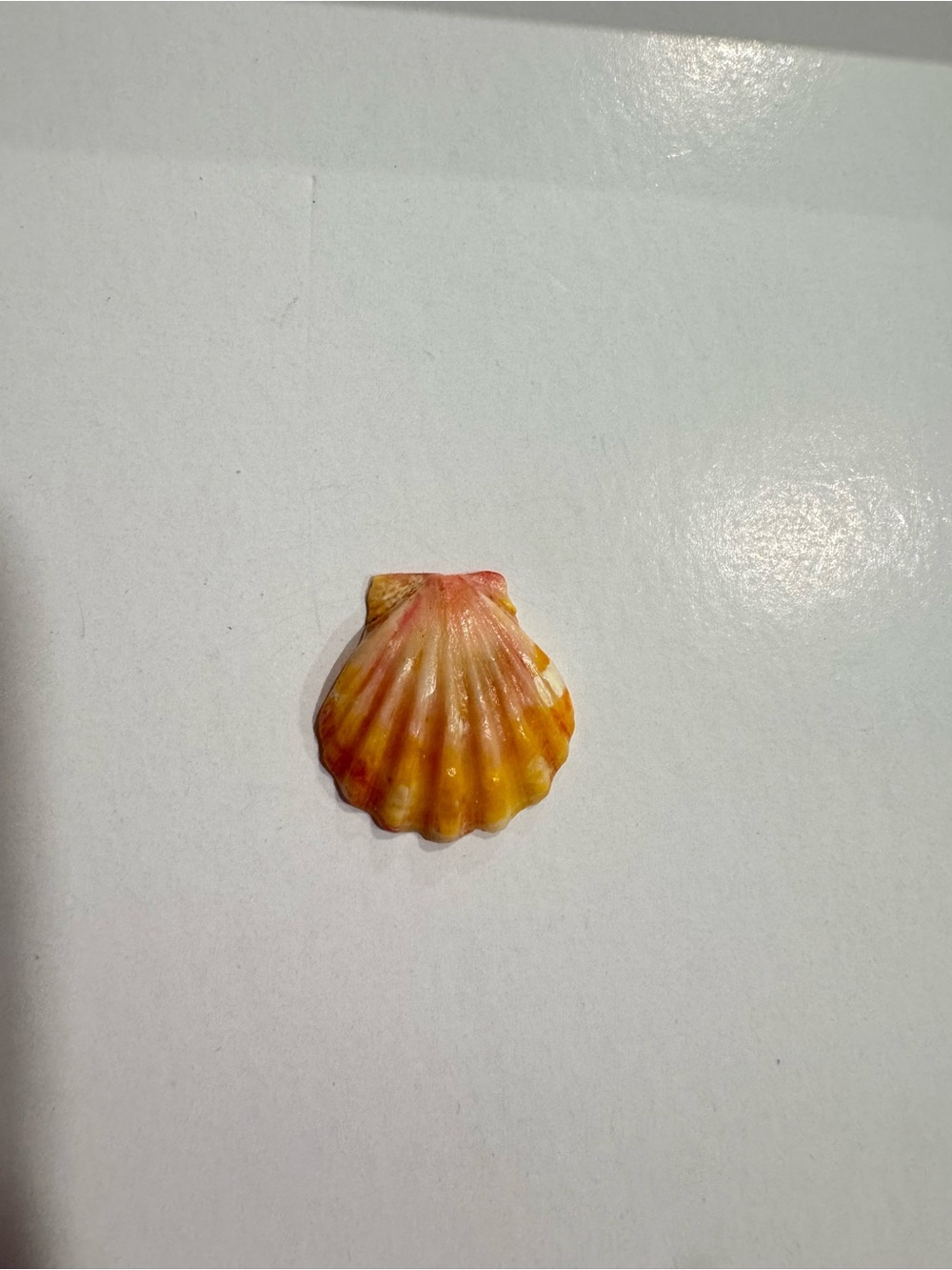 Hawaiian sunrise shell cutie